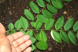  ( - BioBot00332)  @11 [ ] Copyright (2010) Unspecified Unspecified