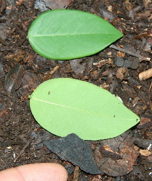  ( - BioBot00332)  @11 [ ] Copyright (2010) Unspecified Unspecified
