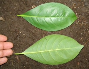  ( - BioBot00334)  @11 [ ] Copyright (2010) Unspecified Unspecified