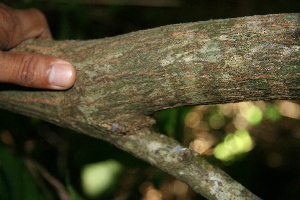  ( - BioBot00348)  @11 [ ] CreativeCommons - Attribution Non-Commercial Share-Alike (2010) Daniel H. Janzen Guanacaste Dry Forest Conservation Fund