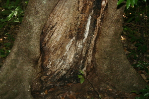  ( - BioBot00357)  @11 [ ] Copyright (2010) Unspecified Unspecified