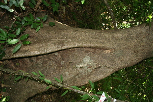  ( - BioBot00357)  @11 [ ] Copyright (2010) Unspecified Unspecified