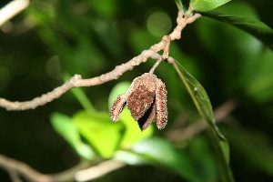  ( - BioBot00357)  @11 [ ] Copyright (2010) Unspecified Unspecified