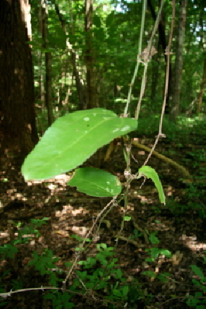  ( - BioBot00381)  @11 [ ] Copyright (2010) Unspecified Unspecified