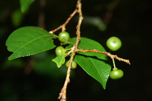  ( - BioBot00383)  @11 [ ] Copyright (2010) Unspecified Unspecified