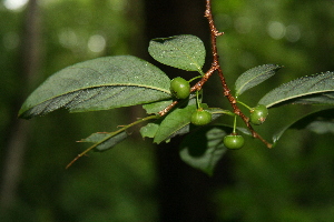  ( - BioBot00383)  @11 [ ] Copyright (2010) Unspecified Unspecified