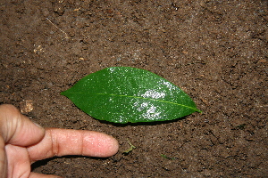 ( - BioBot00383)  @11 [ ] Copyright (2010) Unspecified Unspecified