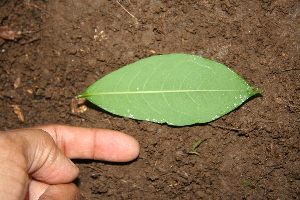  ( - BioBot00383)  @11 [ ] Copyright (2010) Unspecified Unspecified
