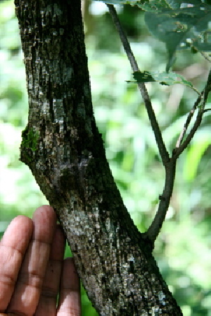  ( - BioBot00416)  @11 [ ] CreativeCommons - Attribution Non-Commercial Share-Alike (2010) Daniel H. Janzen Guanacaste Dry Forest Conservation Fund