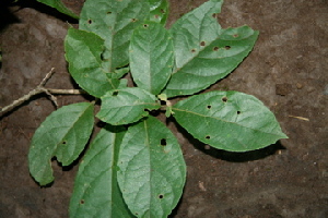  ( - BioBot00416)  @11 [ ] Copyright (2010) Unspecified Unspecified