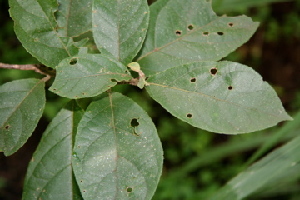  ( - BioBot00416)  @11 [ ] Copyright (2010) Unspecified Unspecified