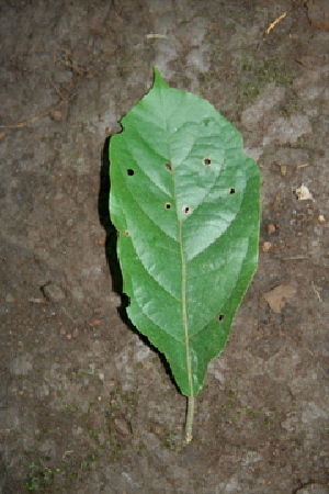  ( - BioBot00416)  @11 [ ] Copyright (2010) Unspecified Unspecified