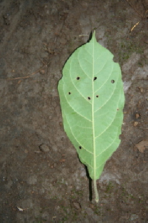  ( - BioBot00416)  @11 [ ] Copyright (2010) Unspecified Unspecified