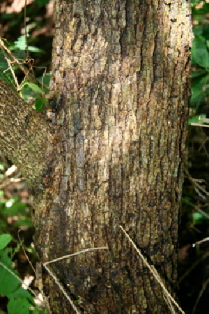  ( - BioBot00417)  @11 [ ] Copyright (2010) Unspecified Unspecified