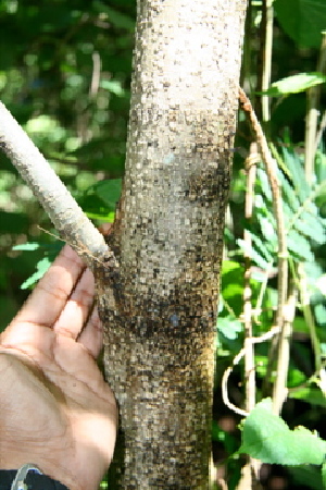  ( - BioBot00417)  @11 [ ] Copyright (2010) Unspecified Unspecified