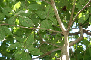  ( - BioBot00417)  @11 [ ] CreativeCommons - Attribution Non-Commercial Share-Alike (2010) Daniel H. Janzen Guanacaste Dry Forest Conservation Fund