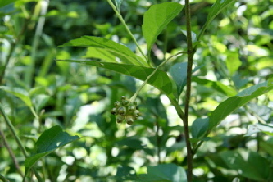  ( - BioBot00419)  @11 [ ] Copyright (2010) Unspecified Unspecified