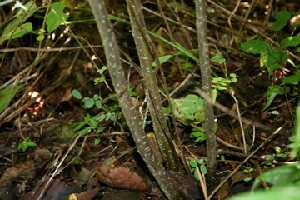  ( - BioBot00419)  @11 [ ] CreativeCommons - Attribution Non-Commercial Share-Alike (2010) Daniel H. Janzen Guanacaste Dry Forest Conservation Fund