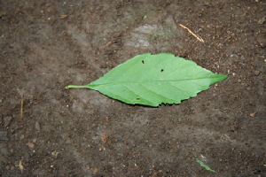  ( - BioBot00419)  @11 [ ] CreativeCommons - Attribution Non-Commercial Share-Alike (2010) Daniel H. Janzen Guanacaste Dry Forest Conservation Fund