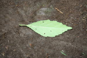  ( - BioBot00419)  @11 [ ] Copyright (2010) Unspecified Unspecified