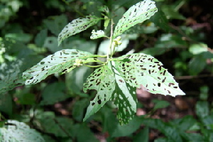  ( - BioBot00420)  @11 [ ] Copyright (2010) Unspecified Unspecified