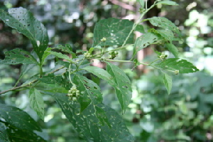  ( - BioBot00420)  @11 [ ] Copyright (2010) Unspecified Unspecified