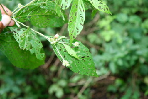  ( - BioBot00420)  @11 [ ] Copyright (2010) Unspecified Unspecified