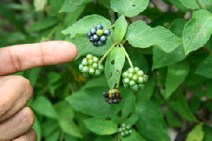  ( - BioBot00422)  @11 [ ] Copyright (2010) Unspecified Unspecified