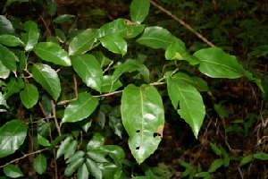  ( - BioBot00437)  @11 [ ] Copyright (2010) Unspecified Unspecified