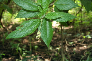  ( - BioBot00452)  @11 [ ] Copyright (2010) Unspecified Unspecified