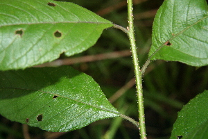  ( - BioBot00452)  @11 [ ] Copyright (2010) Unspecified Unspecified