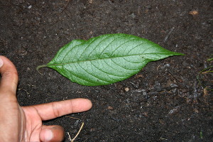  ( - BioBot00452)  @11 [ ] Copyright (2010) Unspecified Unspecified