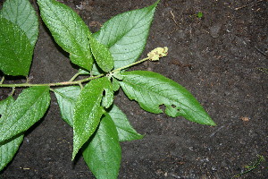  ( - BioBot00452)  @11 [ ] Copyright (2010) Unspecified Unspecified