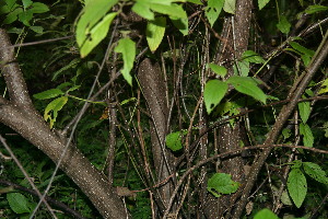  ( - BioBot00453)  @11 [ ] Copyright (2010) Unspecified Unspecified