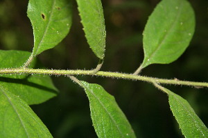  ( - BioBot00453)  @11 [ ] Copyright (2010) Unspecified Unspecified