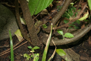  ( - BioBot00454)  @11 [ ] Copyright (2010) Unspecified Unspecified