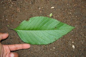  ( - BioBot00454)  @11 [ ] Copyright (2010) Unspecified Unspecified