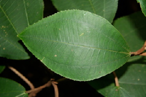  ( - BioBot00471)  @11 [ ] Copyright (2010) Unspecified Unspecified