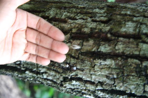  (Karwinskia calderonii - BioBot00494)  @11 [ ] CreativeCommons - Attribution Non-Commercial Share-Alike (2010) Daniel H. Janzen Guanacaste Dry Forest Conservation Fund
