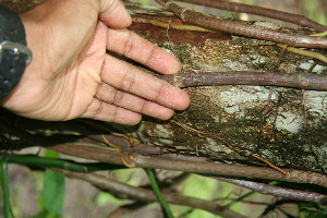  ( - BioBot00503)  @11 [ ] CreativeCommons - Attribution Non-Commercial Share-Alike (2010) Daniel H. Janzen Guanacaste Dry Forest Conservation Fund