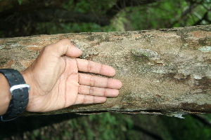  ( - BioBot00504)  @11 [ ] CreativeCommons - Attribution Non-Commercial Share-Alike (2010) Daniel H. Janzen Guanacaste Dry Forest Conservation Fund