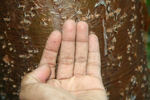  ( - BioBot00505)  @11 [ ] CreativeCommons - Attribution Non-Commercial Share-Alike (2010) Daniel H. Janzen Guanacaste Dry Forest Conservation Fund