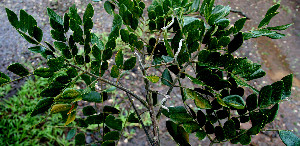  ( - BioBot00512)  @11 [ ] CreativeCommons - Attribution Non-Commercial Share-Alike (2010) Daniel H. Janzen Guanacaste Dry Forest Conservation Fund