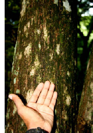  ( - BioBot00533)  @11 [ ] CreativeCommons - Attribution Non-Commercial Share-Alike (2010) Daniel H. Janzen Guanacaste Dry Forest Conservation Fund