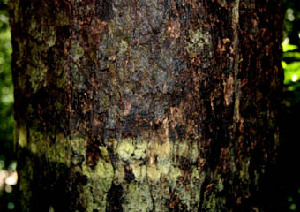  (Erblichia - BioBot00535)  @11 [ ] CreativeCommons - Attribution Non-Commercial Share-Alike (2010) Daniel H. Janzen Guanacaste Dry Forest Conservation Fund