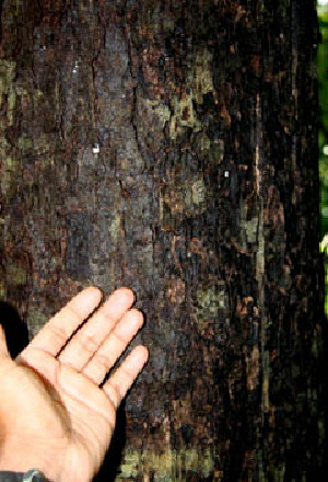  ( - BioBot00535)  @11 [ ] CreativeCommons - Attribution Non-Commercial Share-Alike (2010) Daniel H. Janzen Guanacaste Dry Forest Conservation Fund
