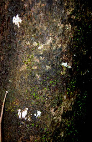 ( - BioBot00537)  @11 [ ] CreativeCommons - Attribution Non-Commercial Share-Alike (2010) Daniel H. Janzen Guanacaste Dry Forest Conservation Fund