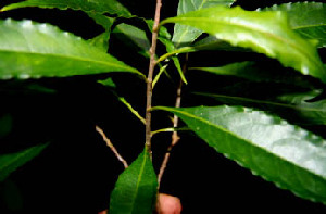  ( - BioBot00537)  @11 [ ] CreativeCommons - Attribution Non-Commercial Share-Alike (2010) Daniel H. Janzen Guanacaste Dry Forest Conservation Fund