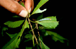  ( - BioBot00537)  @11 [ ] CreativeCommons - Attribution Non-Commercial Share-Alike (2010) Daniel H. Janzen Guanacaste Dry Forest Conservation Fund