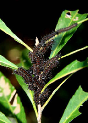  ( - BioBot00537)  @11 [ ] CreativeCommons - Attribution Non-Commercial Share-Alike (2010) Daniel H. Janzen Guanacaste Dry Forest Conservation Fund